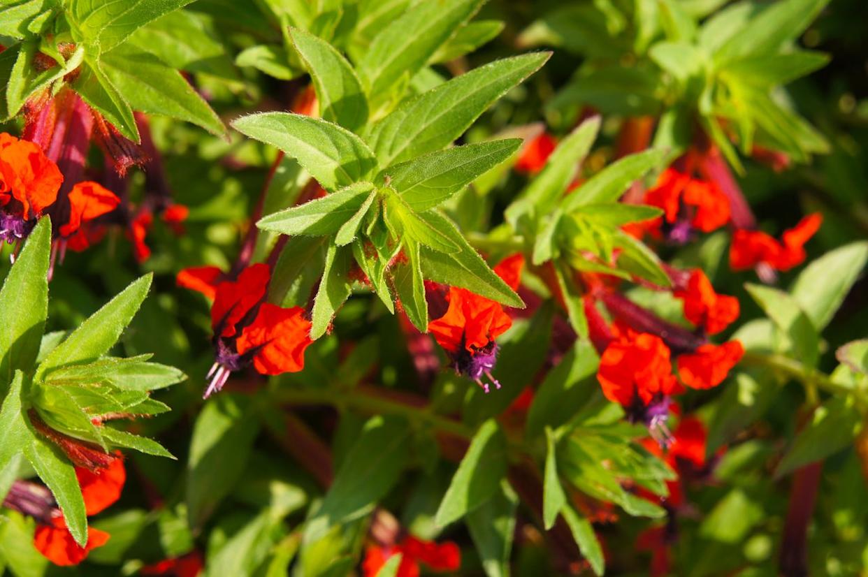 Credit: Getty Images