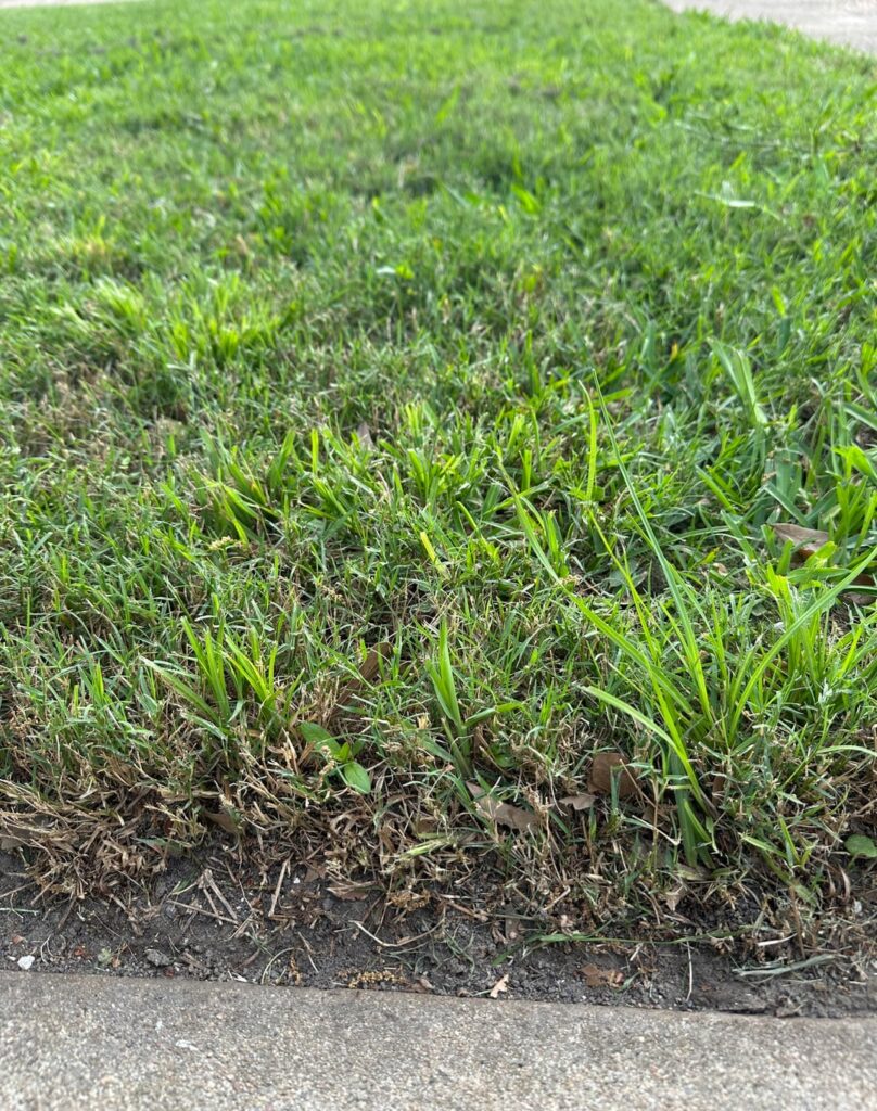 Grass Identification Help - Texas
