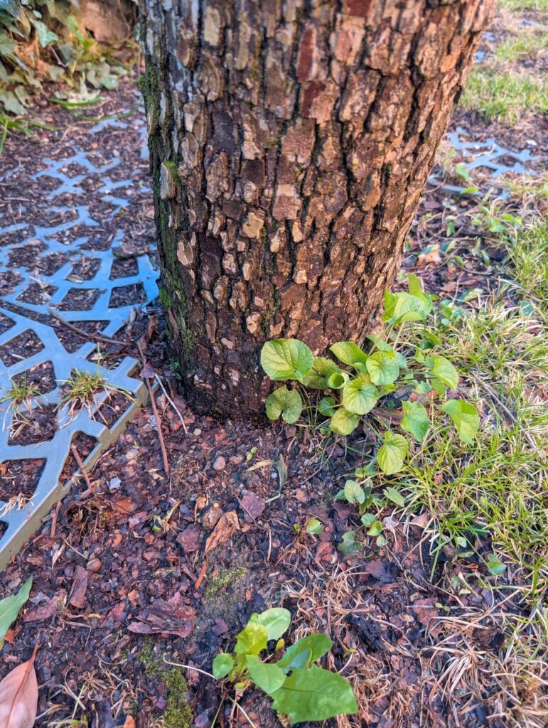 Garden's trees health check