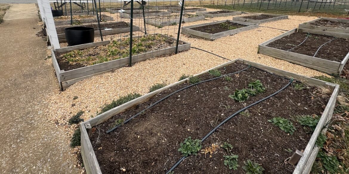 Waynesboro community garden in need of volunteer manager Waynesboro community garden in need of volunteer manager