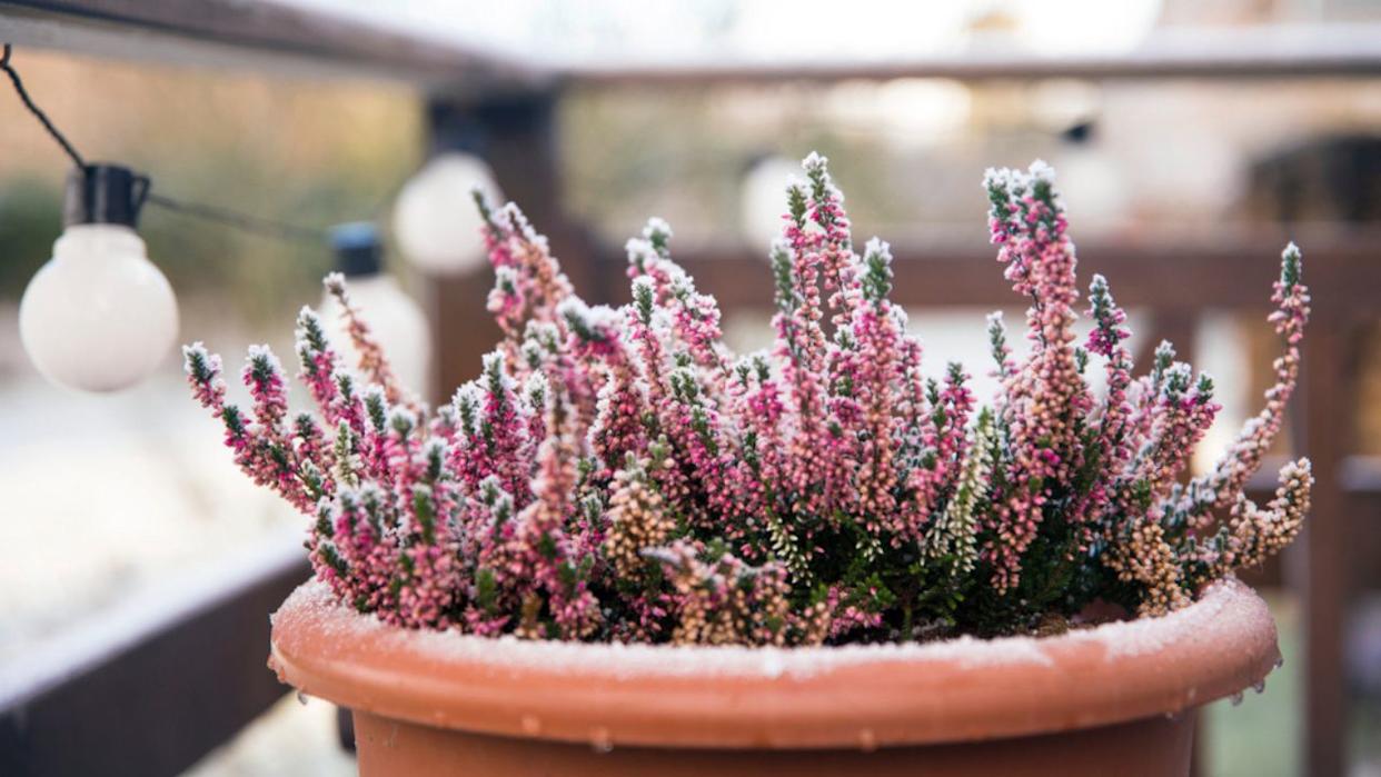 Pink heather flower growing in terracotta color garden pot, outdoors on terrace in winter, covered with white frost.