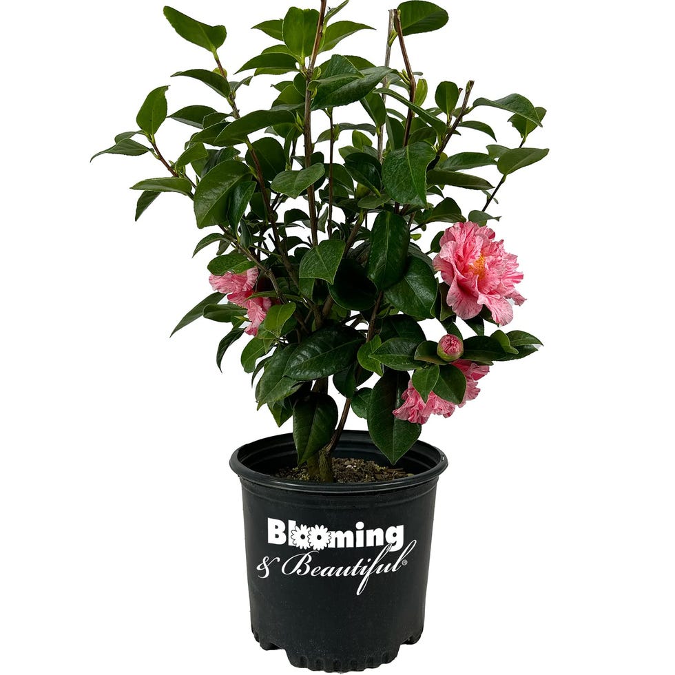 Kramer's Supreme Camellia