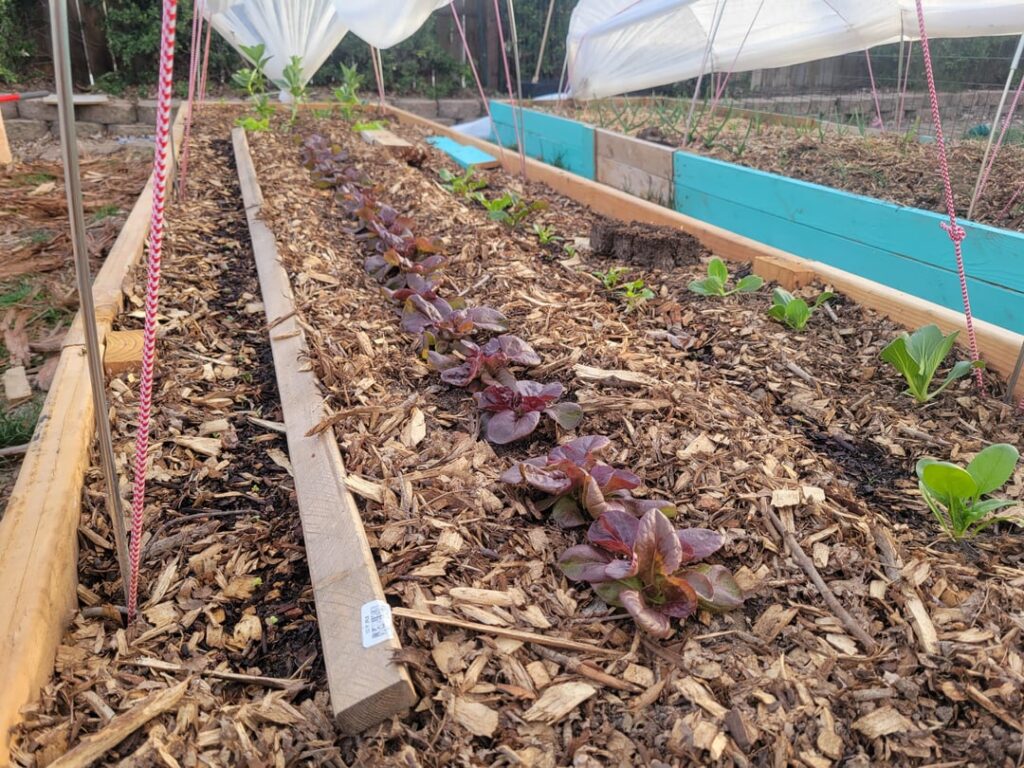 Spring crops are in!