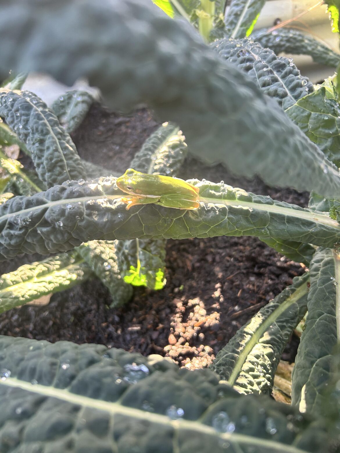 Protector of the Kale!