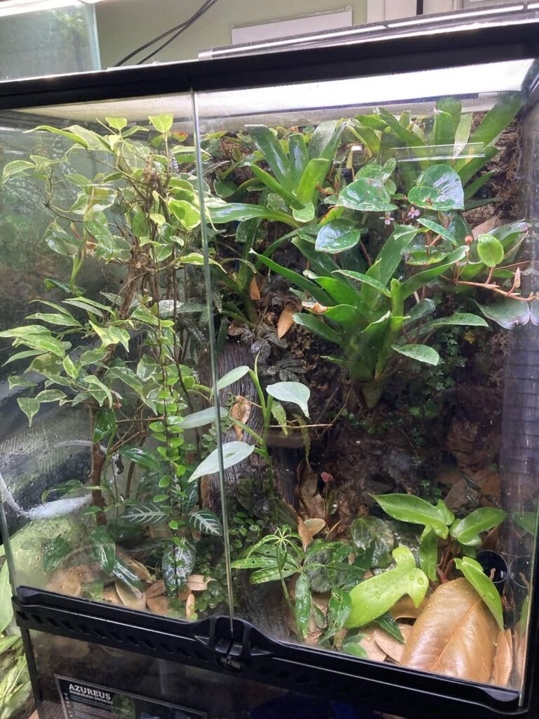 Day and Night View Poison Dart Frog Habitat