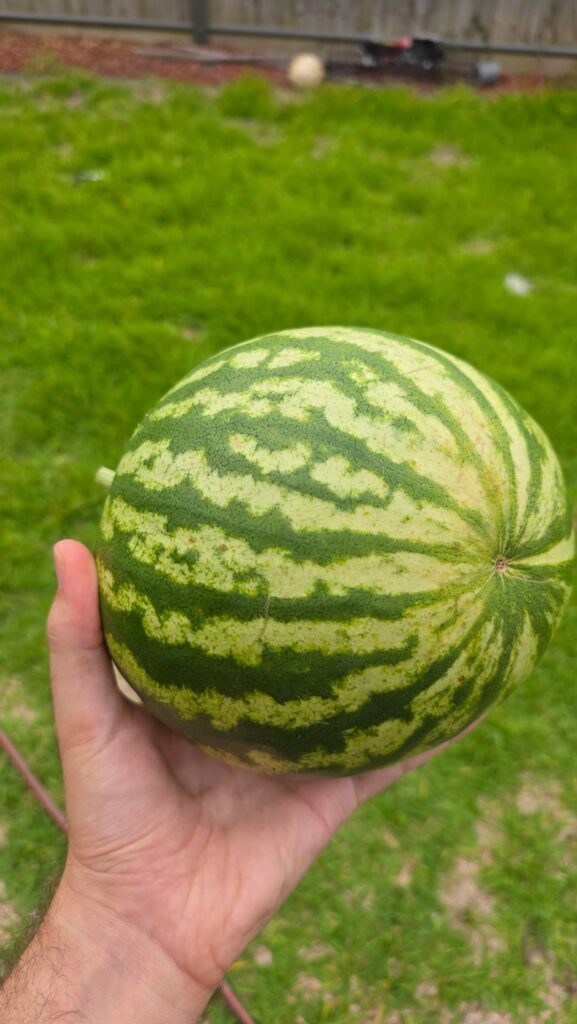First time growing watermelons