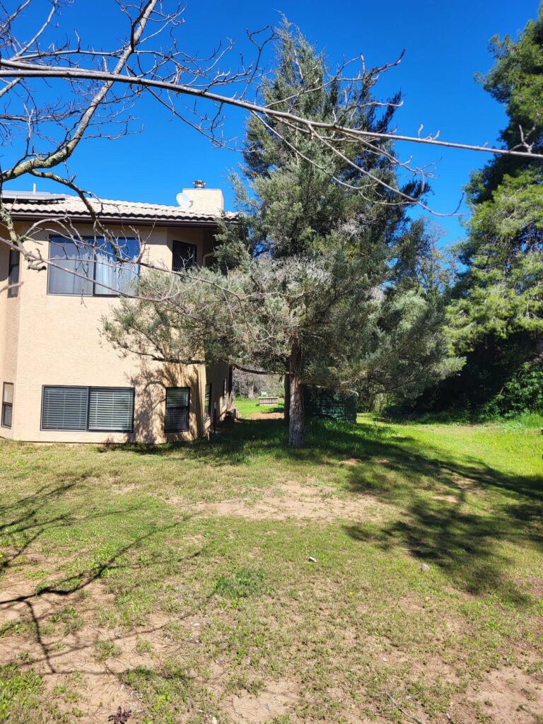 Cedar trees too close to house?