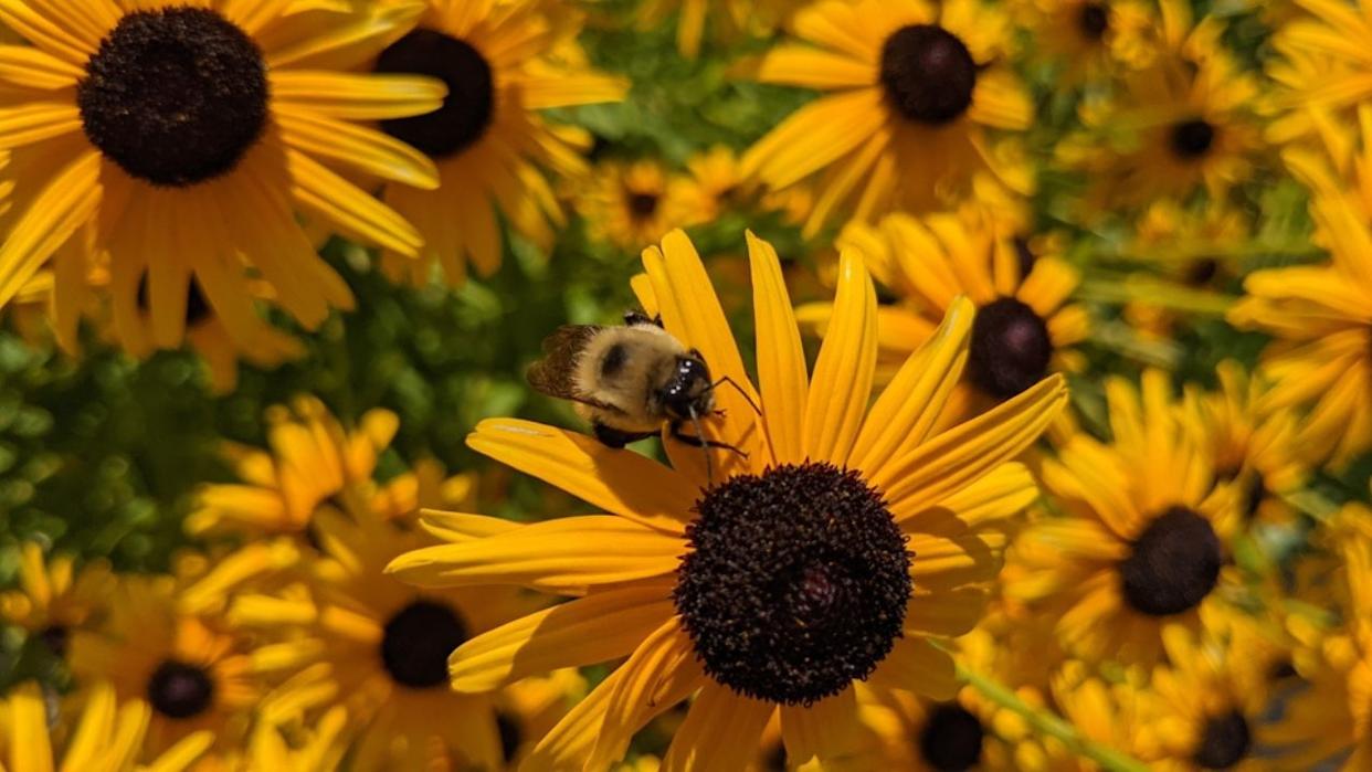 Black eyed susans with a bee