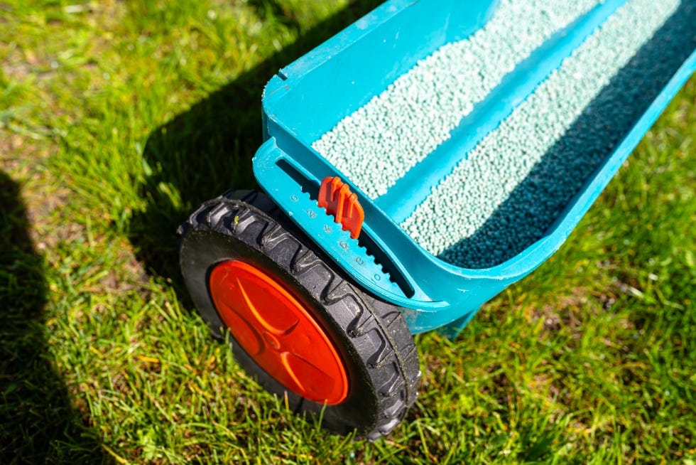 fertilizing a young lawn with grass fertilizer in granules using a manual grass seeder