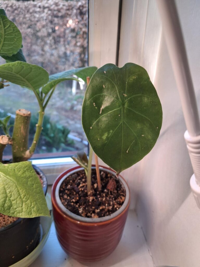 Why is my wentii producing TINY leaves? Why is my wentii producing TINY leaves?