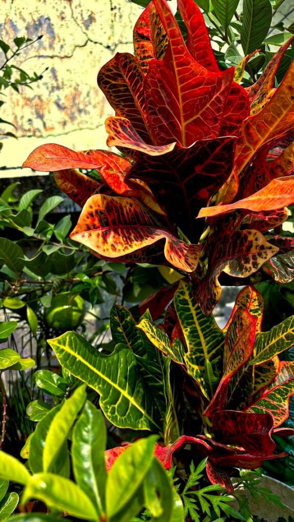 From Fiery Foliage to Sun-Kissed Petals 🍂💛