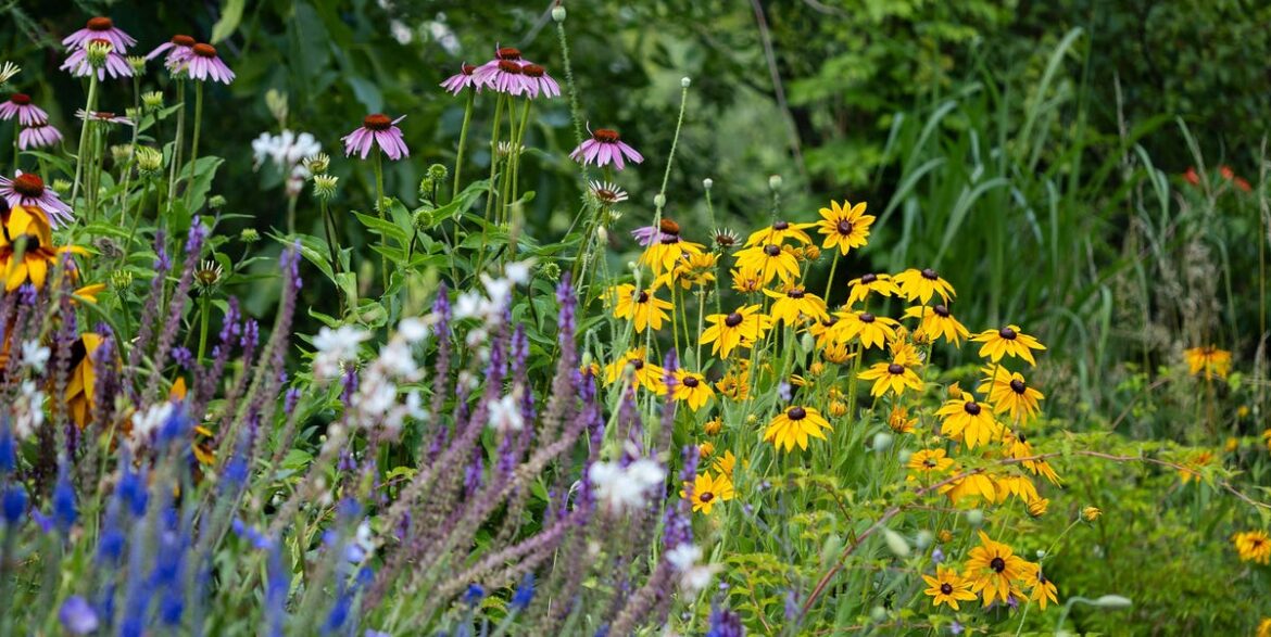 How To Make Your Garden Plants Grow Quicker (Including The Weekly Task You Should Do in Spring) How To Make Your Garden Plants Grow Quicker (Including The Weekly Task You Should Do in Spring)