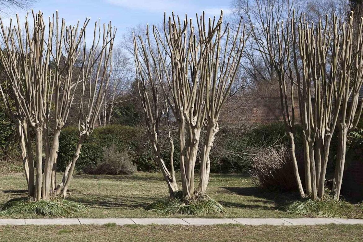 Is It Too Late To Prune Crepe Myrtles This Spring? Is It Too Late To Prune Crepe Myrtles This Spring?