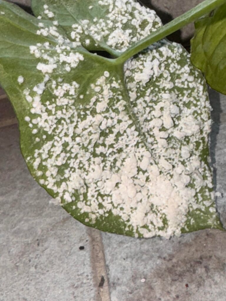 What is this?