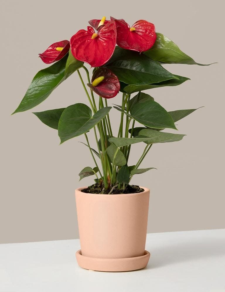 37 Low-Light Houseplants That THRIVE in Darkness