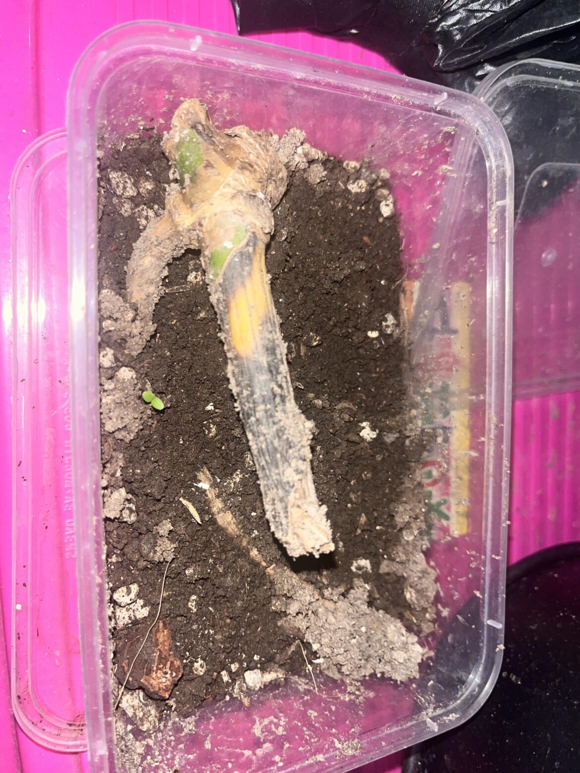 Does this still have a chance?