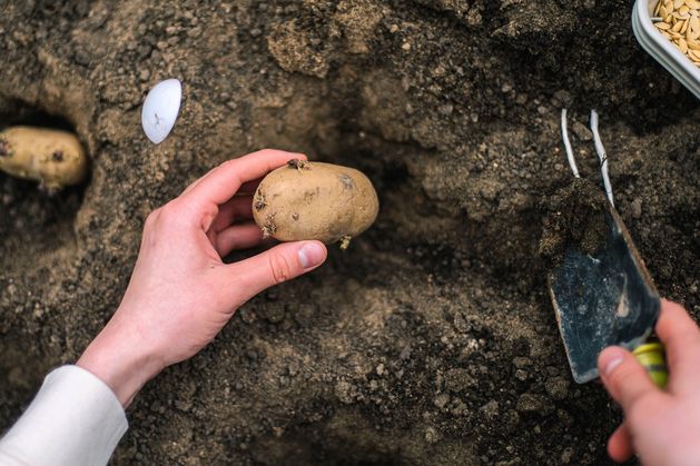 Diarmuid Gavin: When to plant seed potatoes for an early summer crop Diarmuid Gavin: When to plant seed potatoes for an early summer crop