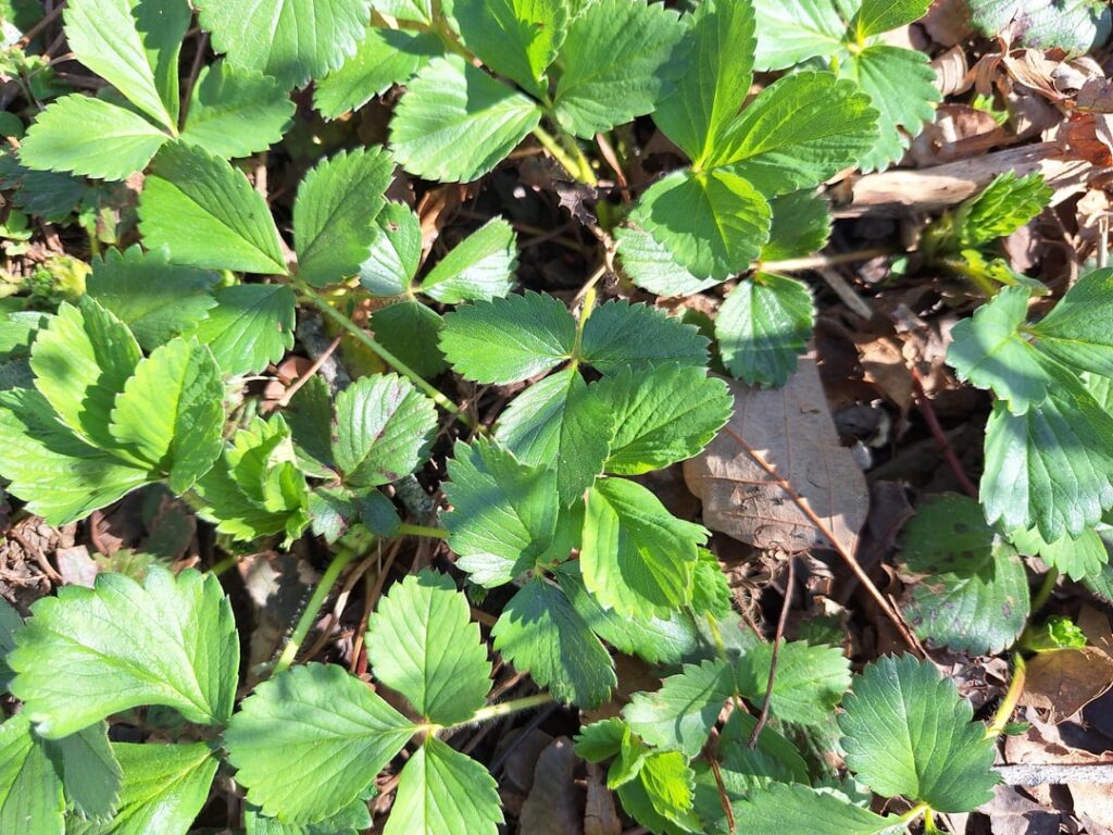 Wild strawberry 🍓