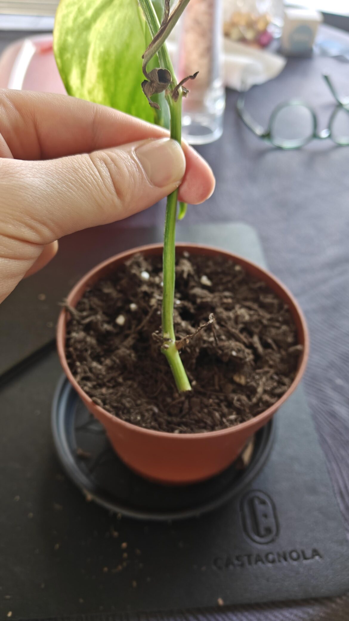 Epipremnum/pothos propagation