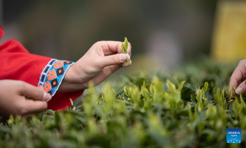 A worker picks tea leaves at a tea production base in Xiushan Tujia and Miao Autonomous County, southwest China's Chongqing Municipality, March 12, 2026. Photo: Xinhua
