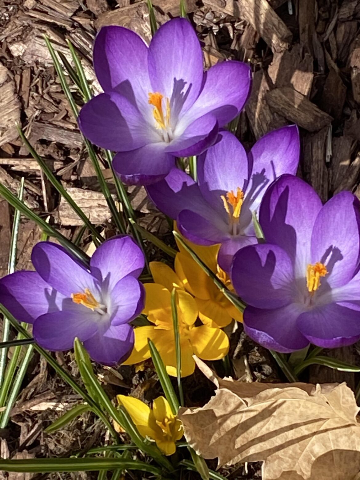 Our first flowers of the year. :)