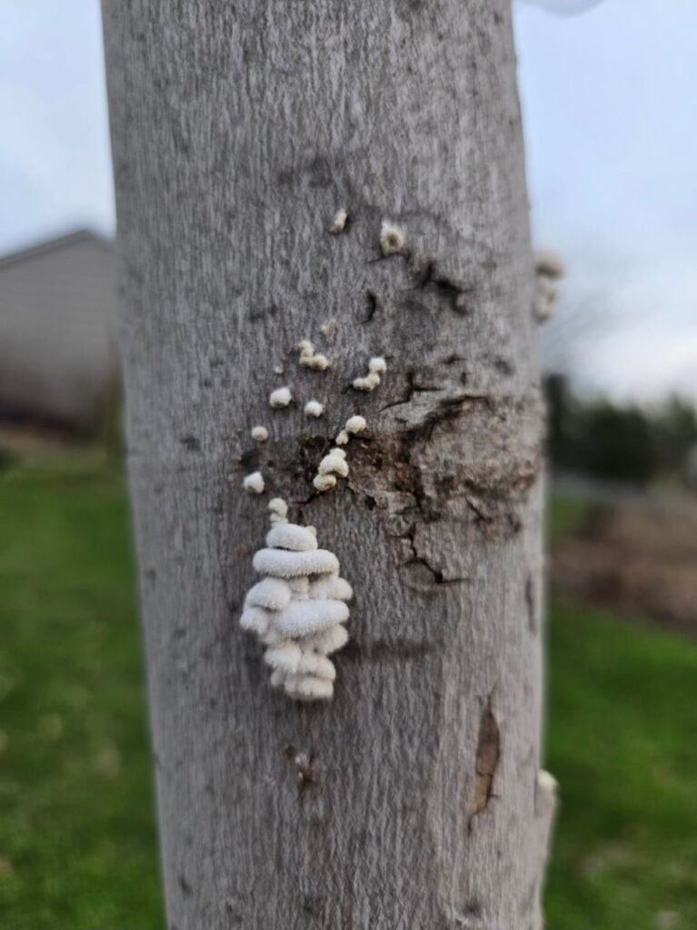 Are these treatable?