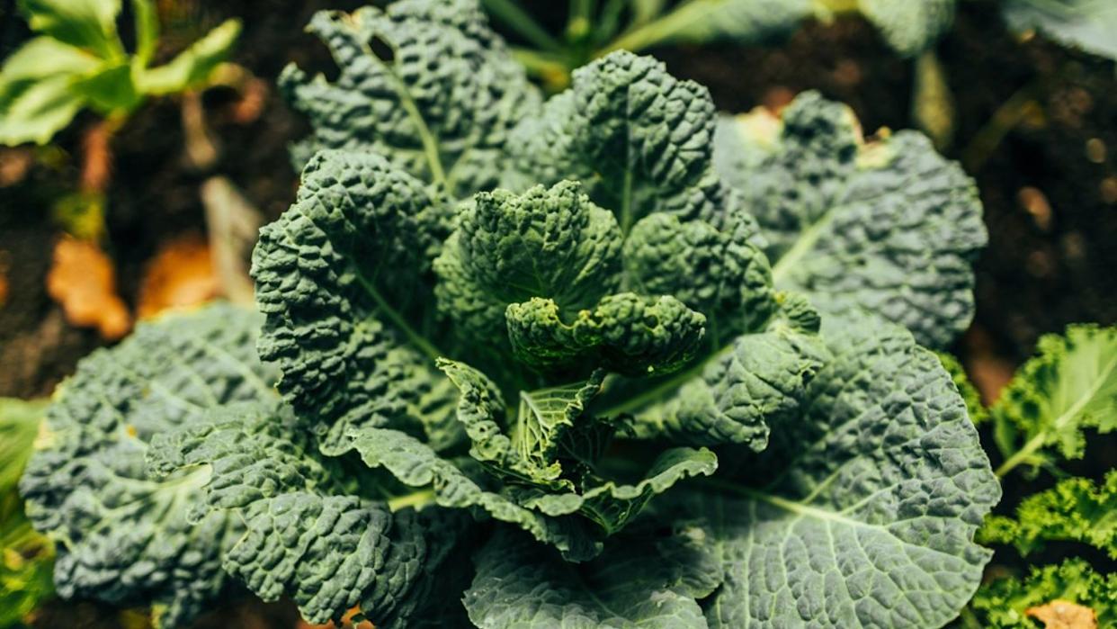 Kale cabbage, Brassica oleracea var. Sabellica, Fresh green leaf cabbage in the organic garden beds. Natural farm products, Closeup. High quality photo