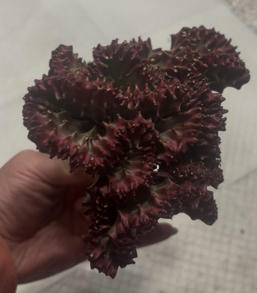 Grafting coral cactus