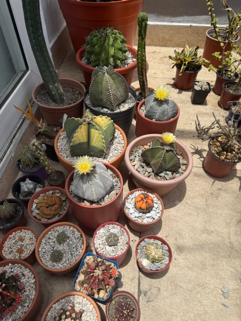Triple Bloom today