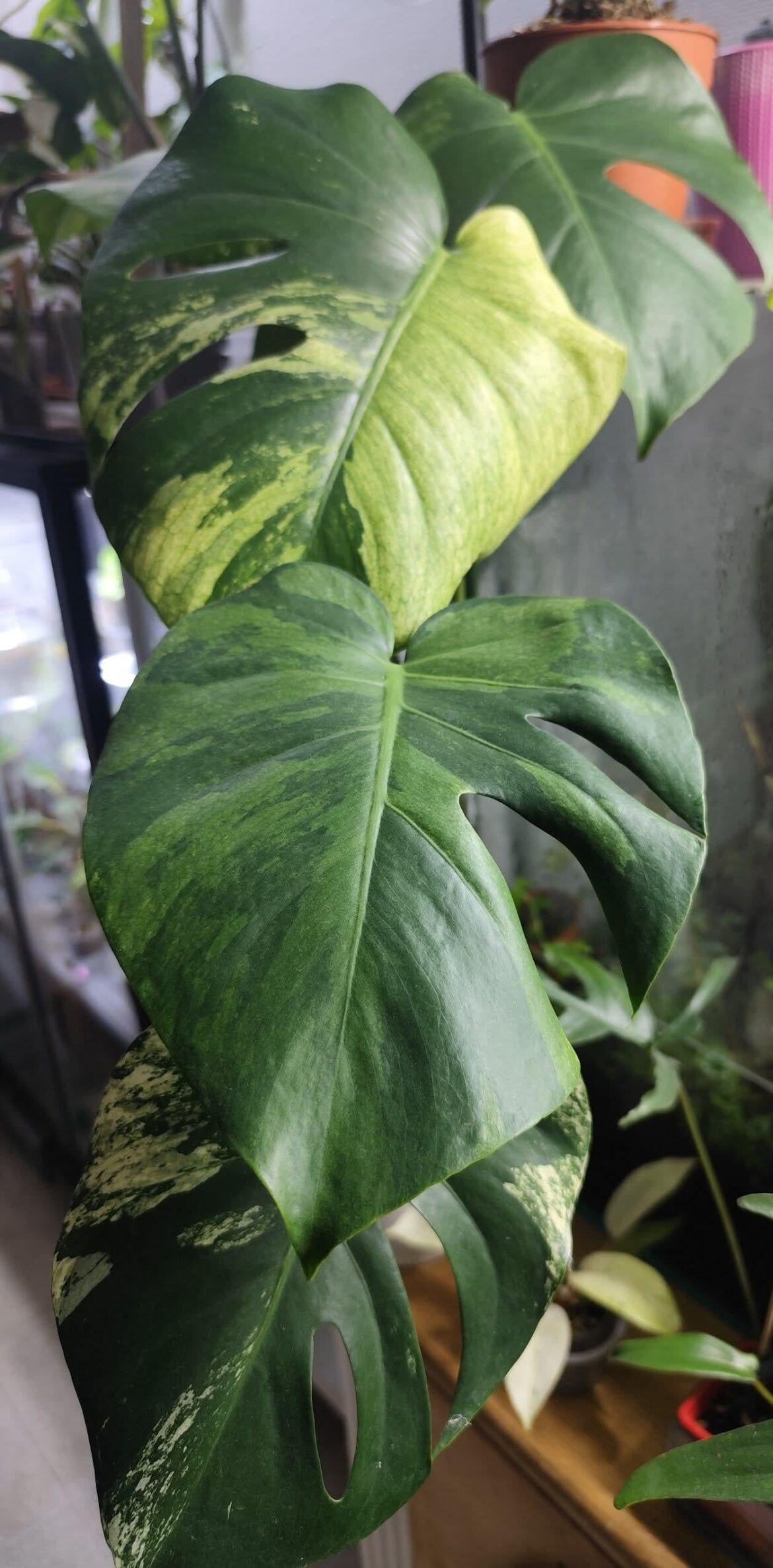 3 types of variegations 3 types of variegations