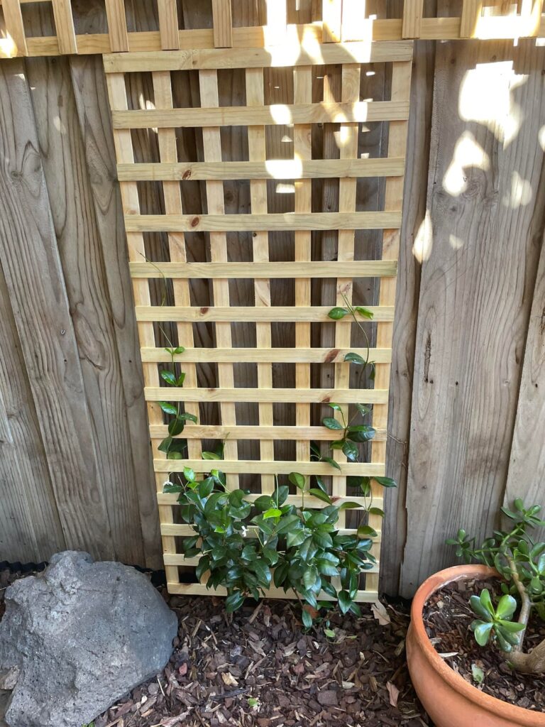 Training star jasmine to climb trellis