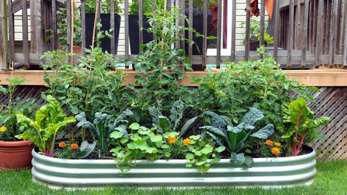 The Best Companion Plant Pairings That Actually Work (And the Popular Ones That Don't)