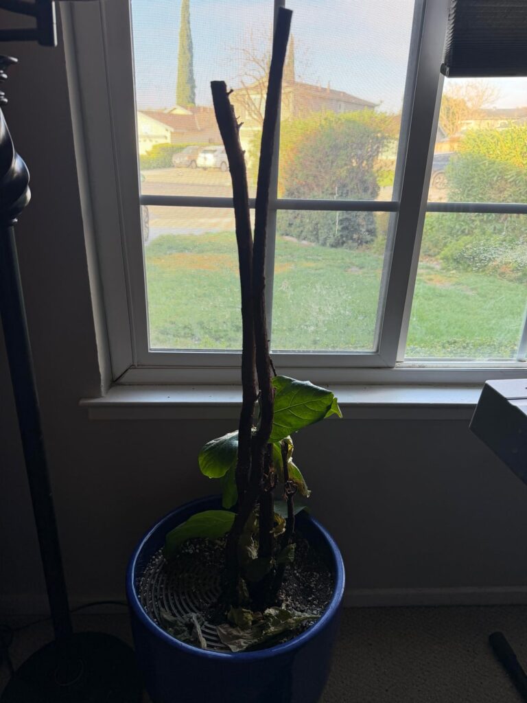 She doesn’t seem to be doing well… any help would be much appreciated