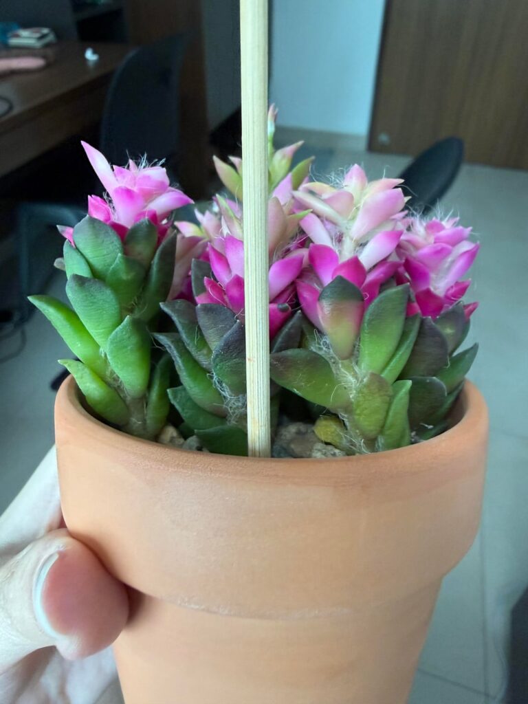 My anacampseros still isn’t drinking π§ My anacampseros still isn't drinking π§