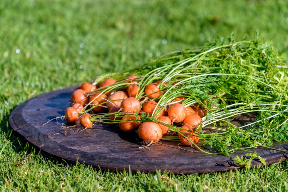 Freshly harvested home garden grown organic carrot freshly harvested home garden grown organic round carrot placed on barn wood with green grass in the background