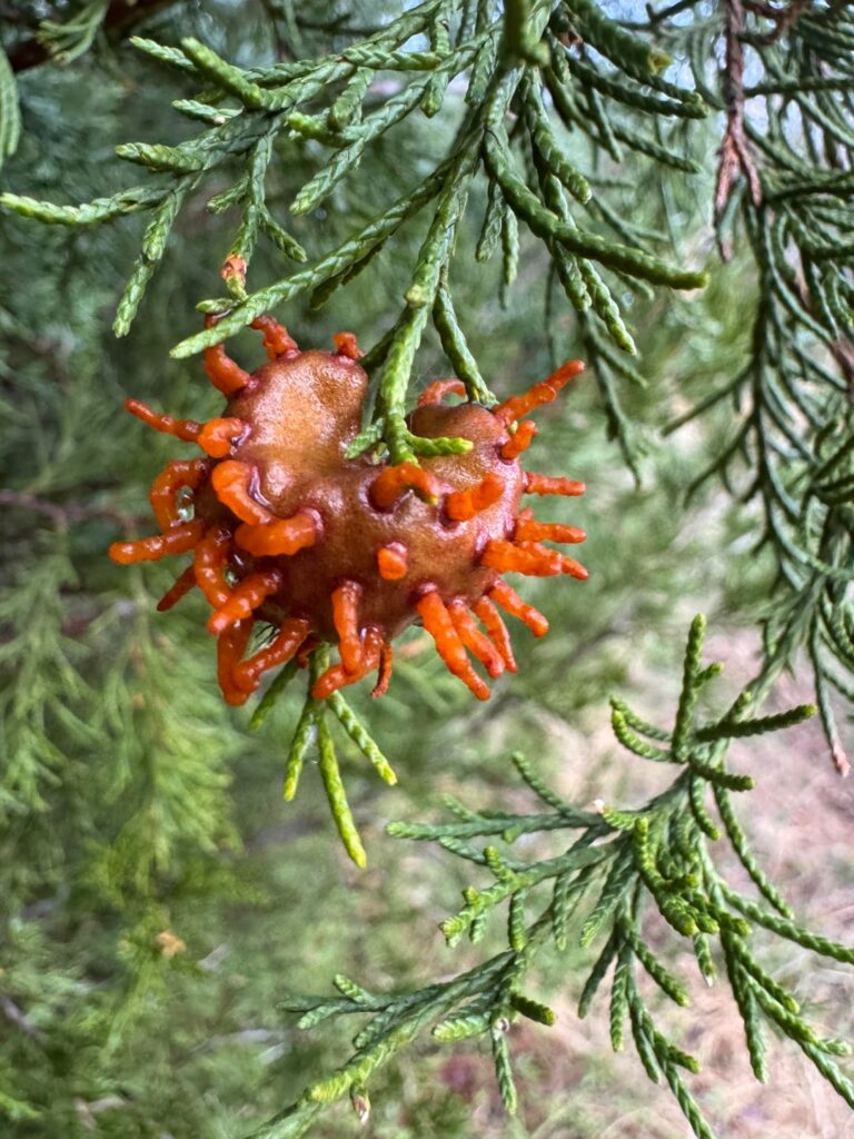 Can anyone identify what this is on our Eastern Red Cedar?