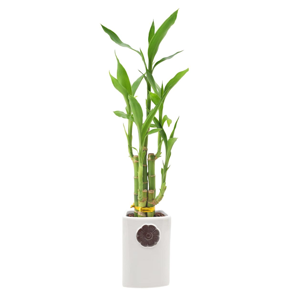 37 Low-Light Houseplants That THRIVE in Darkness