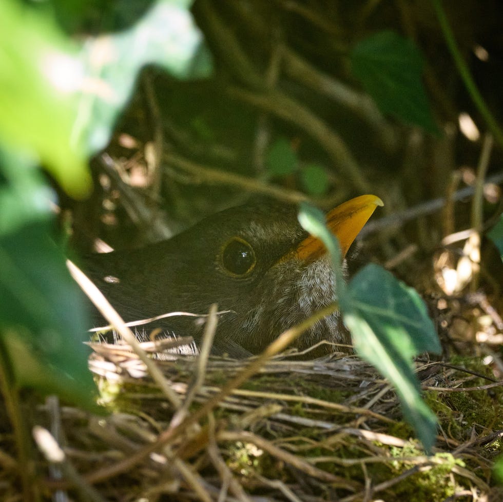 a female blackbird sits in its nest, spring 2025 a small birds nest made from fine twigs and moss in the branches of a rose bush in a uk garden