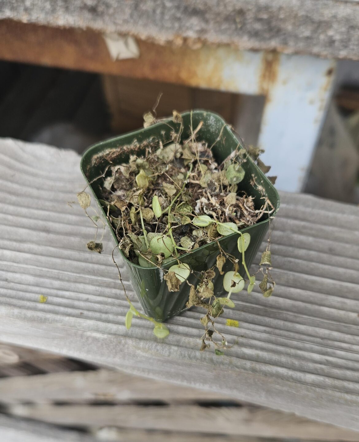 Are these turtles salvageable??