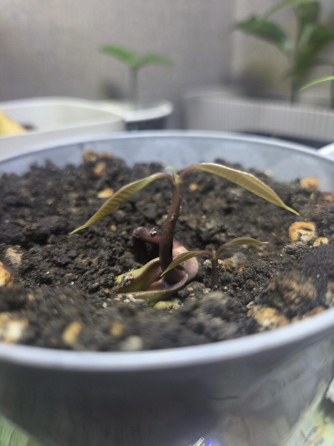 Sprouted nam dok mai seedlings