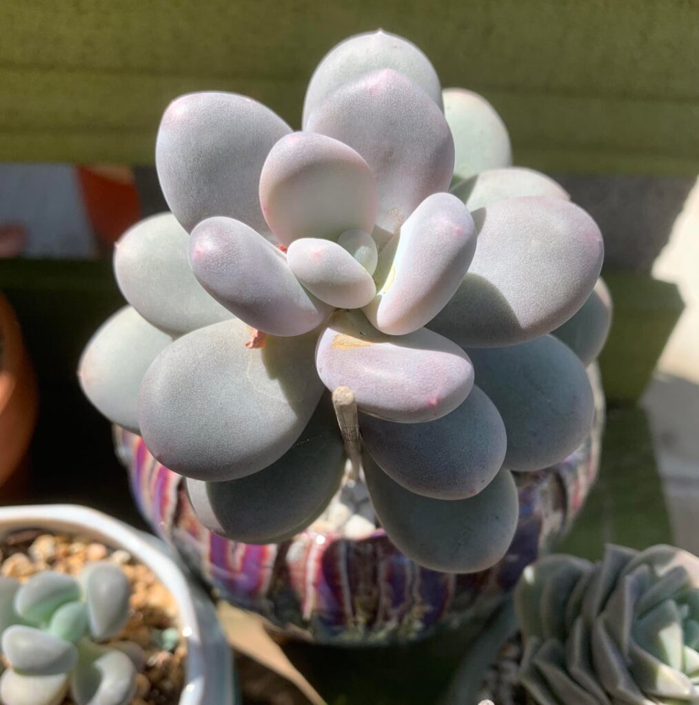 Pachyphytum ‘Blue Haze’