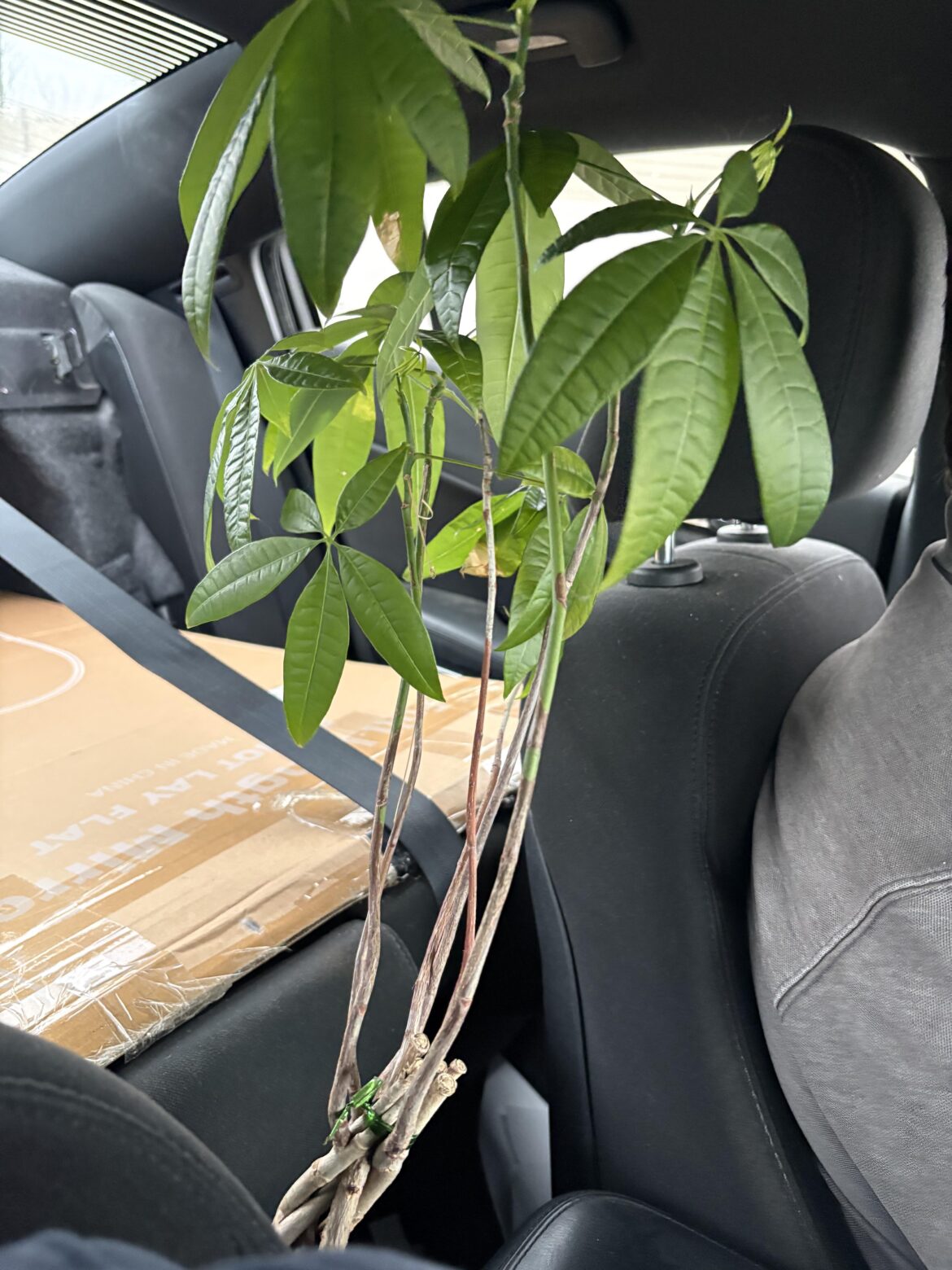 Inherited this plant while cleaning out grandparents’ condo.