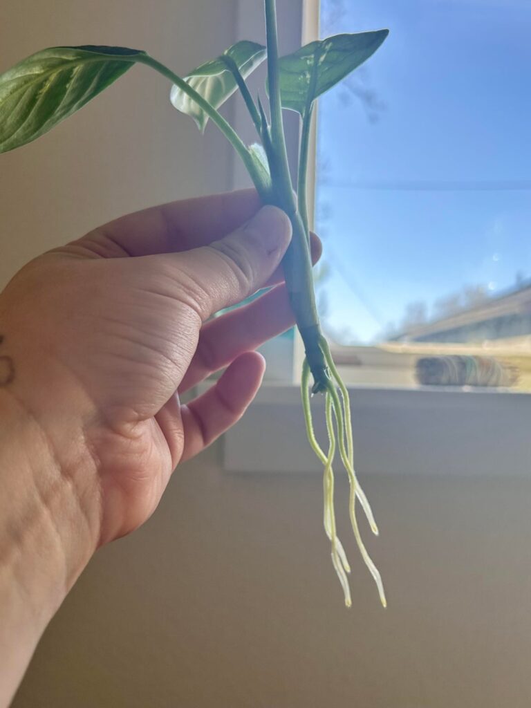 Should I plant in soil yet?