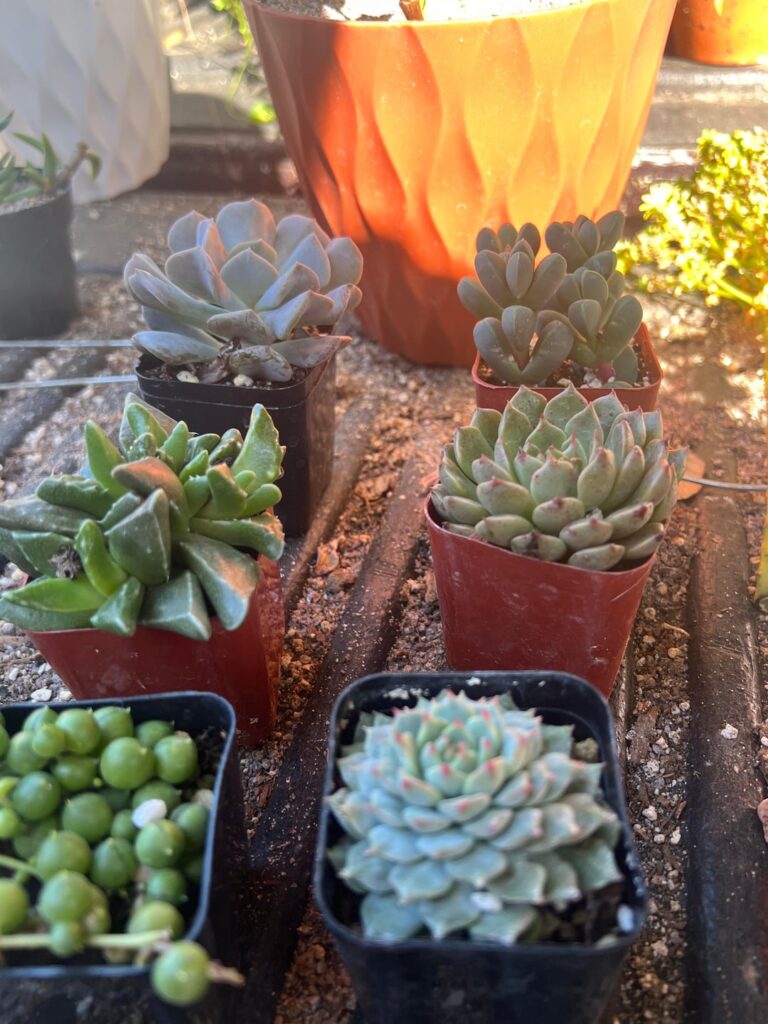 Flea market haul. Looking for some IDs (9 total plants)