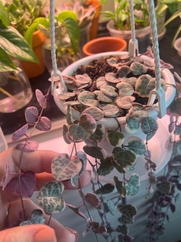 My first string of anything!