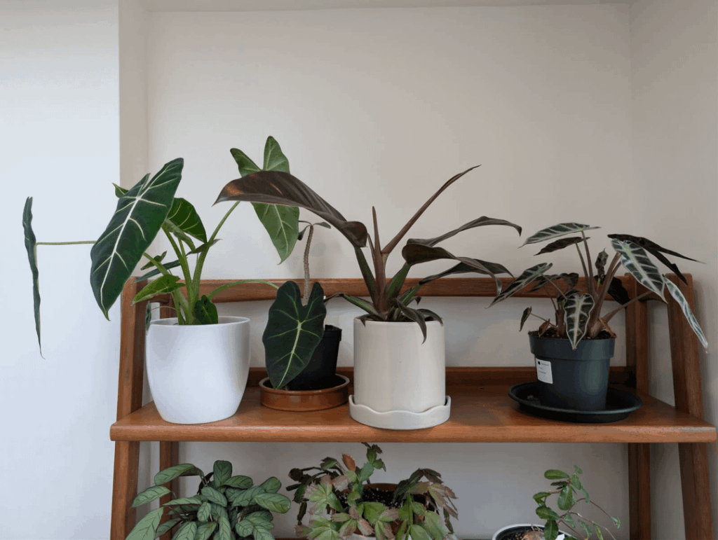 Beginner here - picked up these Alocasias from a UK big box store. Looking for ID help and care advice