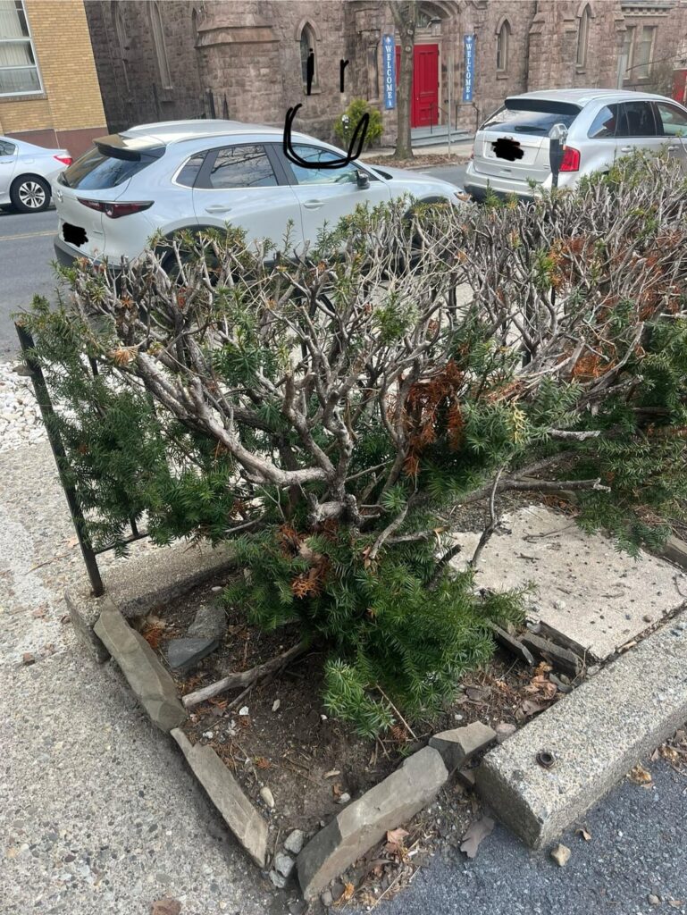 help me save this hedge help me save this hedge