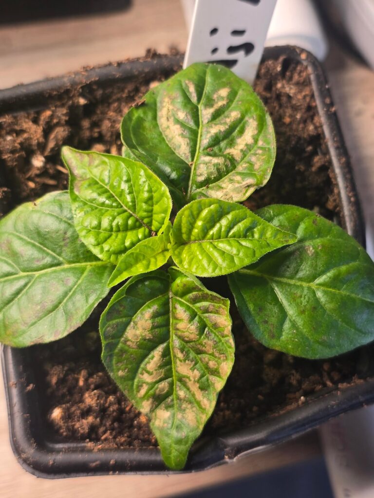 Nutrient deficiency, sun spots, or something else? Nutrient deficiency, sun spots, or something else?
