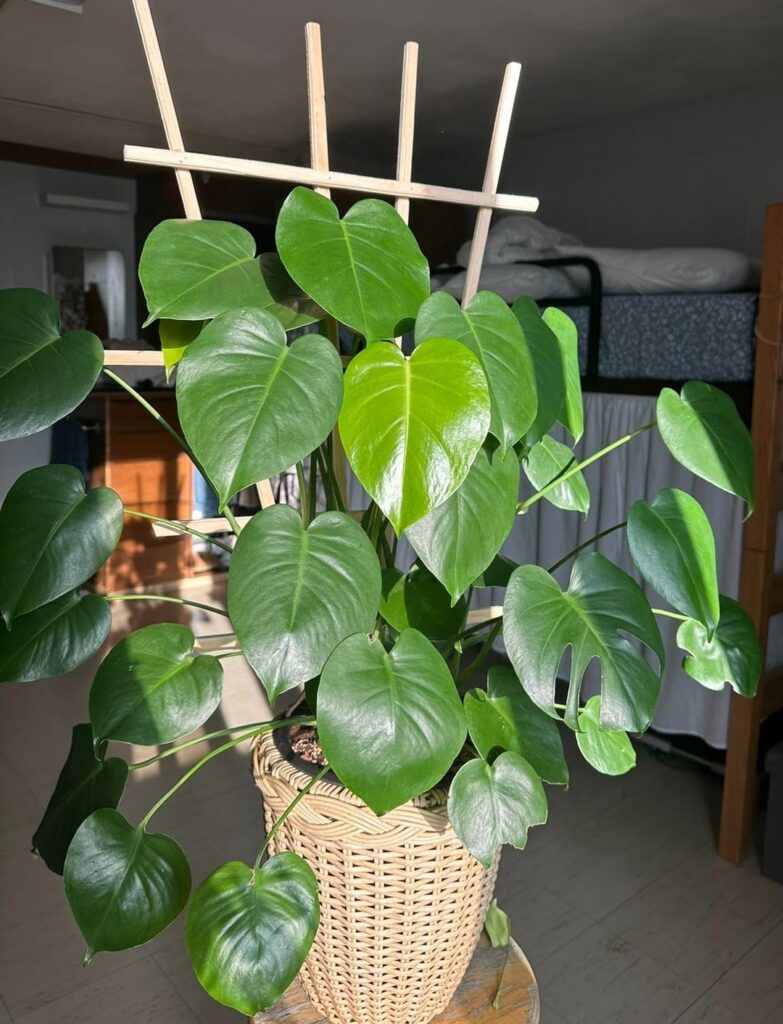 Why isn’t my monstera getting fenestrations?