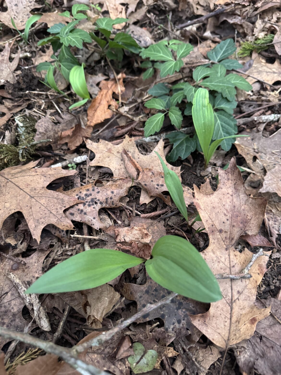 Ramps